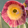 Primul Auricula Optimist - Abriachan Nurseries